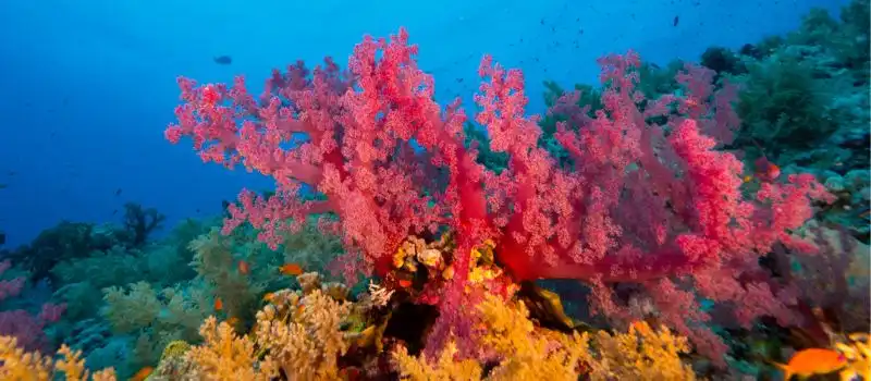 Exploration des joyaux marins méconnus du Vietnam en croisière de luxe Exploration des joyaux marins méconnus du Vietnam en croisière de luxe