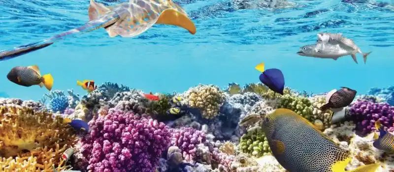 La baie Nha Trang Vietnam La baie Nha Trang Vietnam