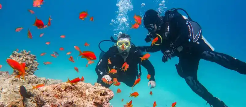 Plongée sous-marine de luxe: Explorez les récifs coralliens vierges Plongée sous-marine de luxe: Explorez les récifs coralliens vierges