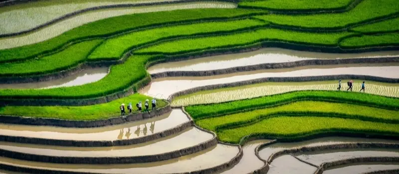 Rizières en terrasses à Mu Cang Chai