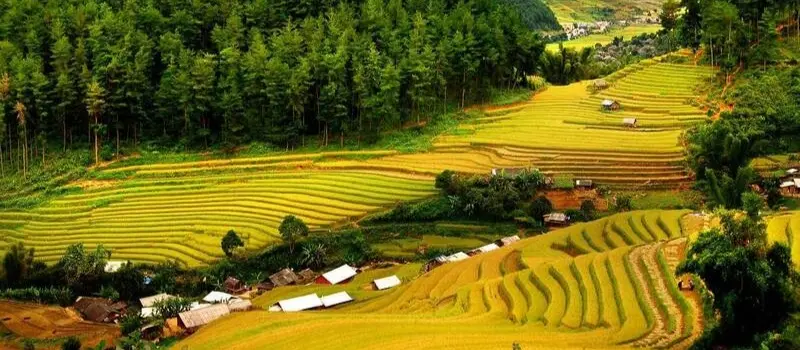 Rizières en terrasses à Pu Luong