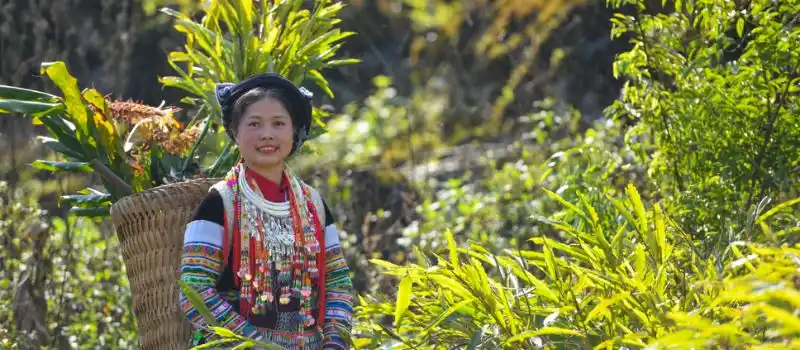 Circuits privés de luxe au Vietnam autour herbes et plantes médicinales Circuits privés de luxe au Vietnam autour herbes et plantes médicinales