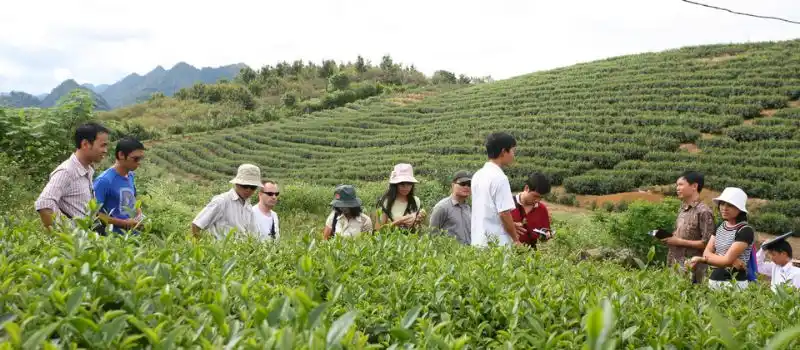 Circuits privés de luxe au Vietnam sur le thème autour thé et tisane Circuits privés de luxe au Vietnam sur le thème autour thé et tisane